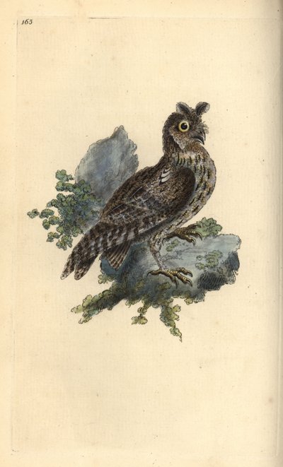 Kleine Ohreule, Strix pulchella. (Zwergohreule, Otus scops?) Handkolorierte Kupferstichzeichnung und -gravur von Edward Donovan aus seinem eigenen „Natural History of British Birds“, London von Edward Donovan