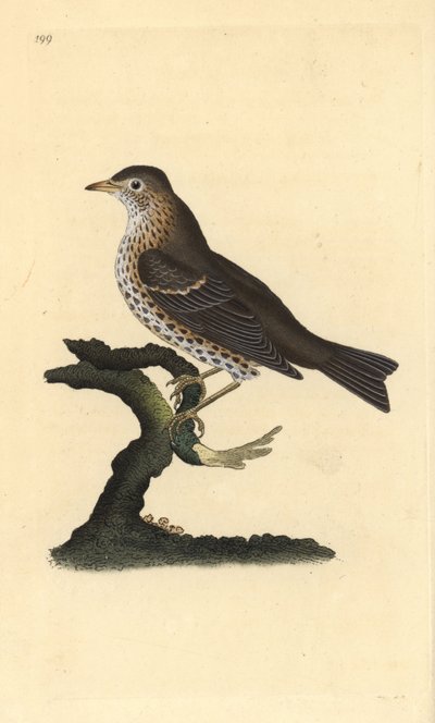 Singdrossel, Turdus philomelos. Handkolorierte Kupferplatte gezeichnet und graviert von Edward Donovan aus seiner Natural History of British Birds, London von Edward Donovan