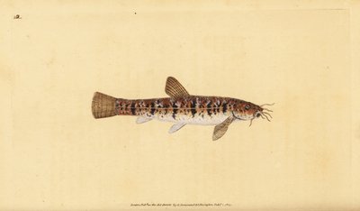 Steinbeißer, Barbatula barbatula (Bärtiger Steinbeißer, Cobitis barbatula). Handkolorierte Kupferstichzeichnung und Gravur von Edward Donovan aus seiner Natural History of British Fishes, Donovan und F.C. und J. Rivington, London von Edward Donovan