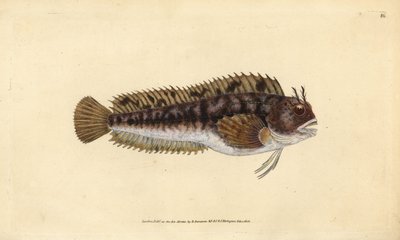 Tompot-Kiemenfisch, Parablennius gattorugine (Gattorugine, Blennius gattorugine). Handkolorierte Kupferplatte gezeichnet und graviert von Edward Donovan aus seiner Natural History of British Fishes, Donovan und F.C. und J. Rivington, London von Edward Donovan
