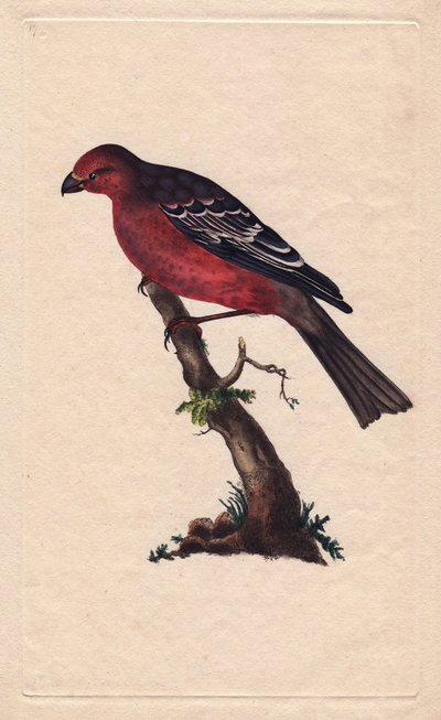 Hakengimpel. Pinicola enucleator (Loxia enucleator). Kupferstich von Edward Donovan (1768-1837), veröffentlicht in Histoire naturelle des oiseaux britanniques, London von Edward Donovan