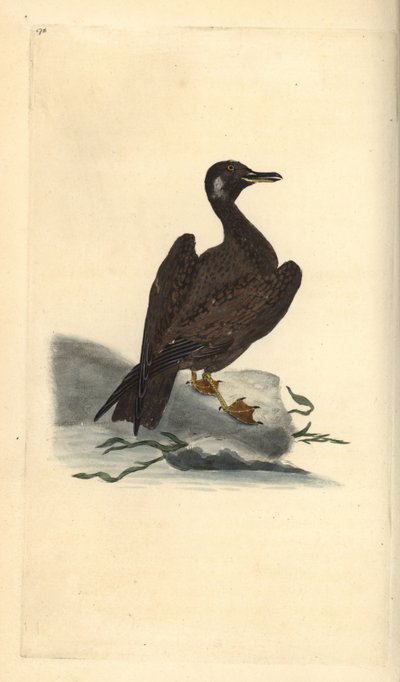 Wagelmöwe, Jungtier der Mantelmöwe, Larus marinus. Handkolorierte Kupferplatte gezeichnet und graviert von Edward Donovan aus seiner Natural History of British Birds, London von Edward Donovan