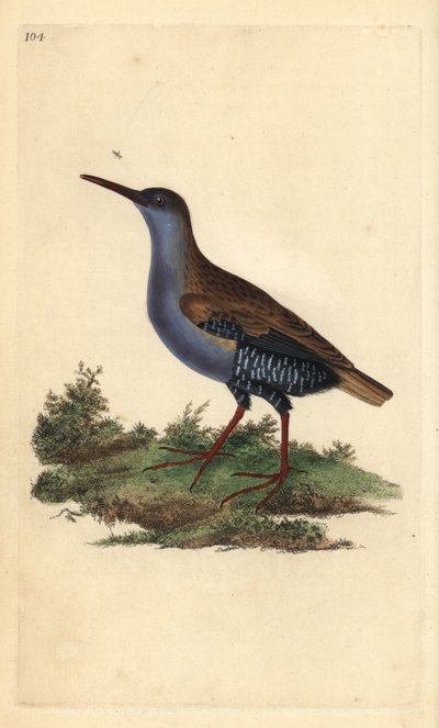Wasserralle (Rallus aquaticus). Handkolorierter Kupferstich von Edward Donovan aus seinem Werk „Natural History of British Birds“, London von Edward Donovan