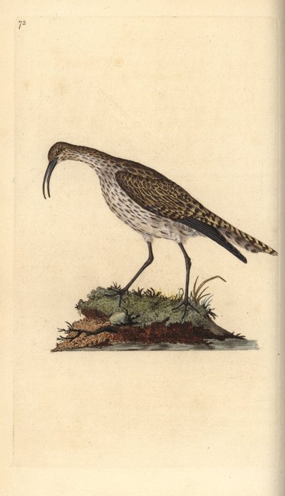 Regenbrachvogel, Numenius phaeopus. Handkolorierte Kupferplatte gezeichnet und graviert von Edward Donovan aus seiner Natural History of British Birds, London von Edward Donovan