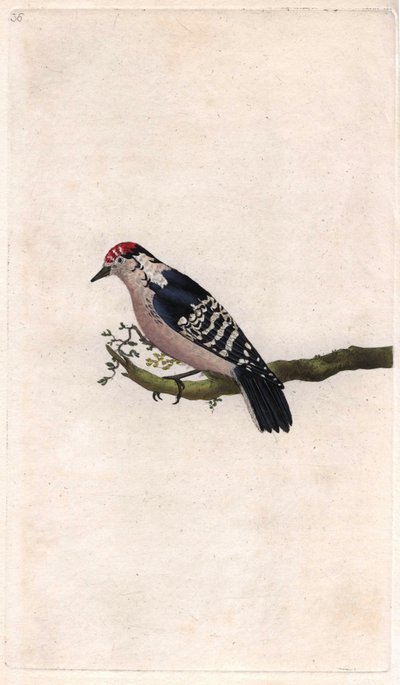 Specht, Dendrocopos minor (Picus minor), Kupferstich von Edward Donovan von Edward Donovan