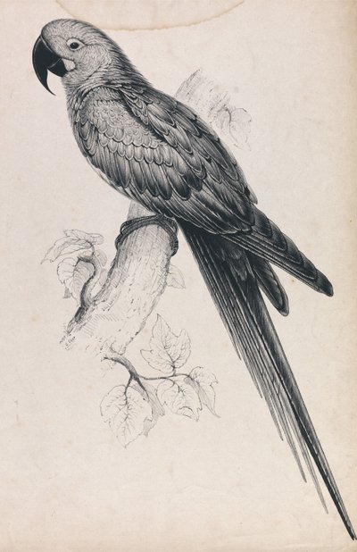 Hyazinth-Ara (Tafel 9) von Edward Lear