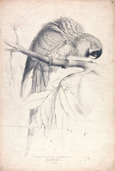 Blau- und Gelbara (Tafel 8) von Edward Lear