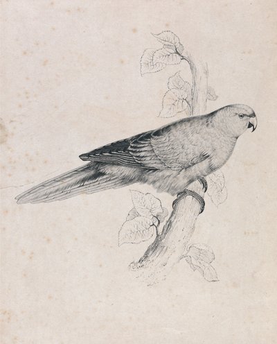 Pazifischer Sittich (Tafel 26) von Edward Lear