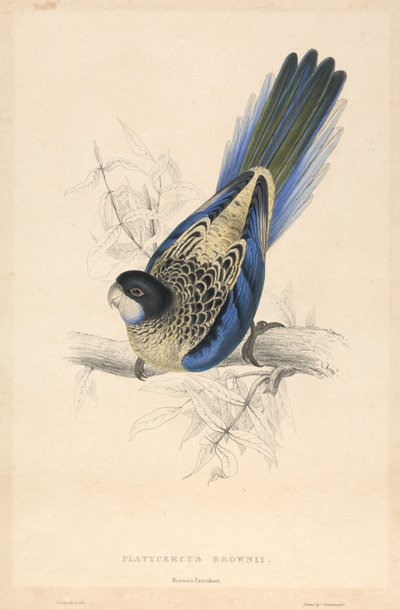 Platycercus Brownii / Browns Sittich von Edward Lear