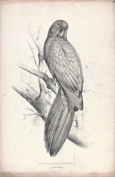 Platycereus Tabuensis / Tabuan-Sittich (Tafel 16) von Edward Lear