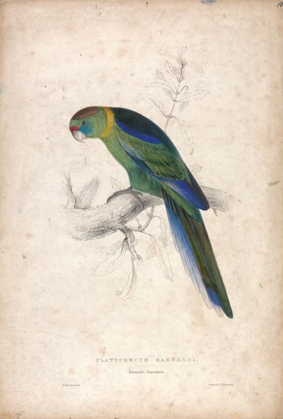 Platycerus Barnardi / Barnards Sittich (Tafel 18) von Edward Lear