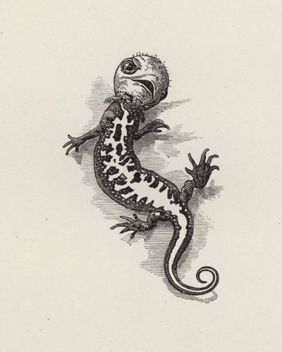 Illustration für Die Wasserkinder von Charles Kingsley von Edward Linley (after) Sambourne