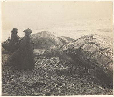 [Teilweise geschlachteter Wal - Makah] [Der gefangene Wal] von Edward S. Curtis
