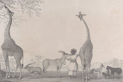 Die majestätischen und anmutigen Giraffen oder Kameleoparden, mit einigen seltenen Tieren der Gazelle..., 1838 von Edward Williams Clay