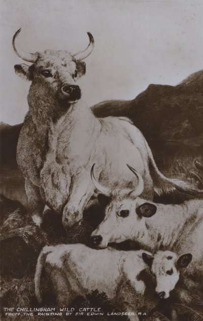 Die Chillingham Wildrinder von Edwin (after) Landseer