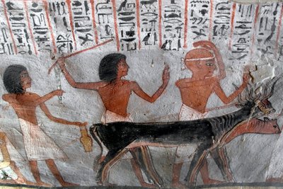 Ägyptische Antike: Figuren führen Viehköpfe. Gemälde aus dem Grab von Roy (TT255). 18. Dynastie. Vom Westufer von Luxor, Ägypten von Egyptian 18th Dynasty