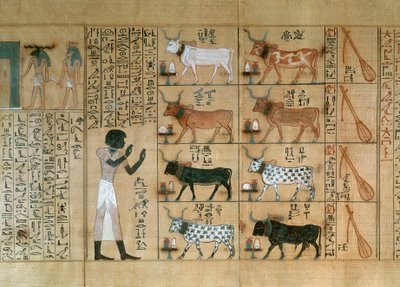 Papyrus, der Ochsen darstellt, aus dem Totenbuch von Maiherperi von Egyptian 18th Dynasty
