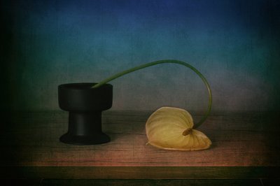 Elegantes Anthurium Stillleben von Elena Arjona