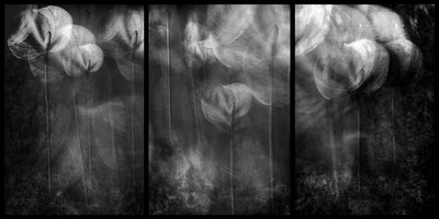 Ätherische Blumenformen von Elena Arjona