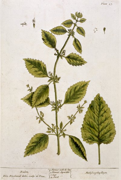 Balsam, Tafel 27 aus 