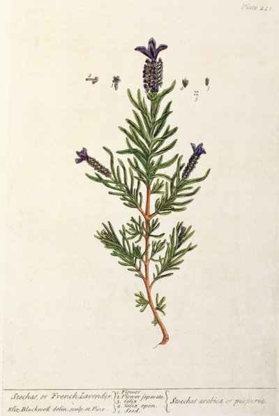 Französischer Lavendel, Tafel 241 aus 