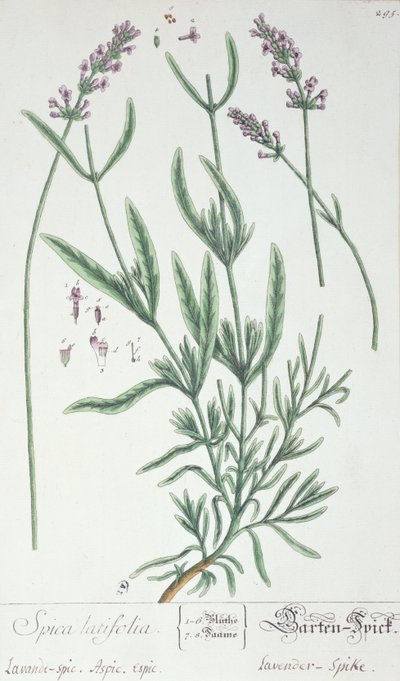 Lavendelspitze, Tafel aus 