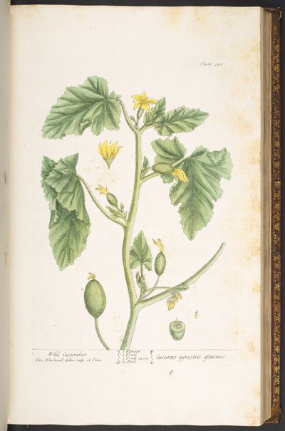 Tafel 108, aus 