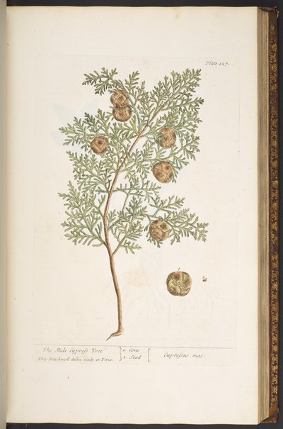 Tafel 127, aus 