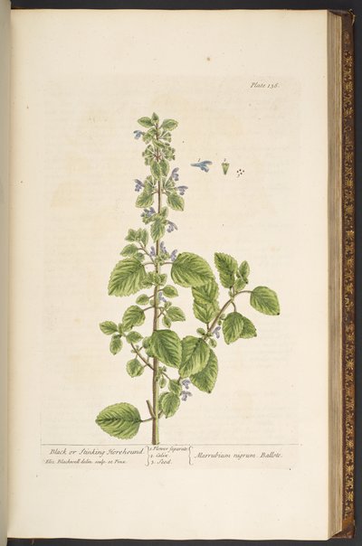 Tafel 136, aus 