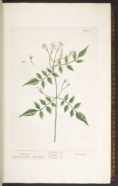 Tafel 13, Jasmin, aus 