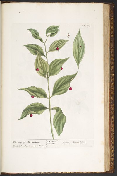 Tafel 194, aus 