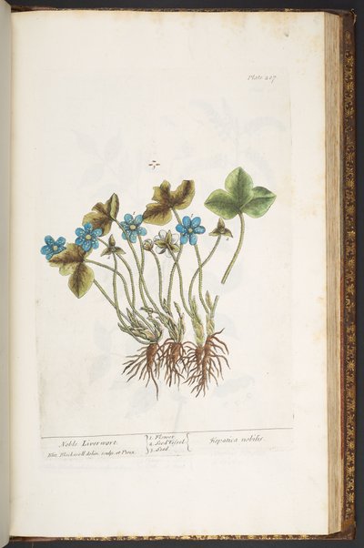 Tafel 207, aus 