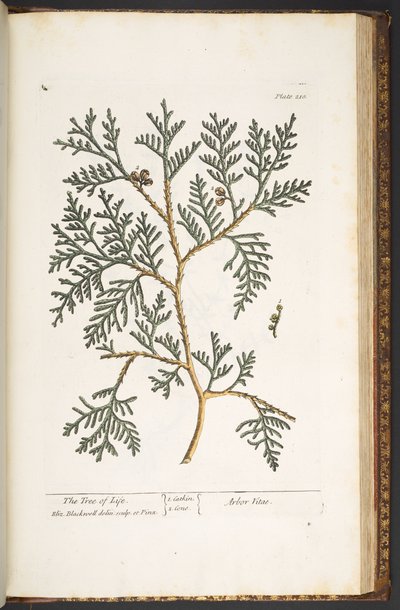 Tafel 210, aus 