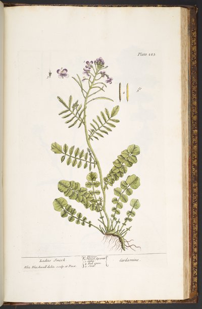 Tafel 223, aus 
