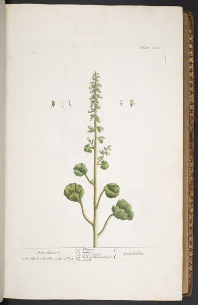 Tafel 263, aus 