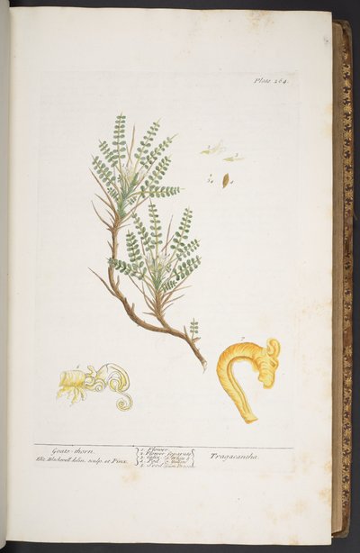 Tafel 264, aus 