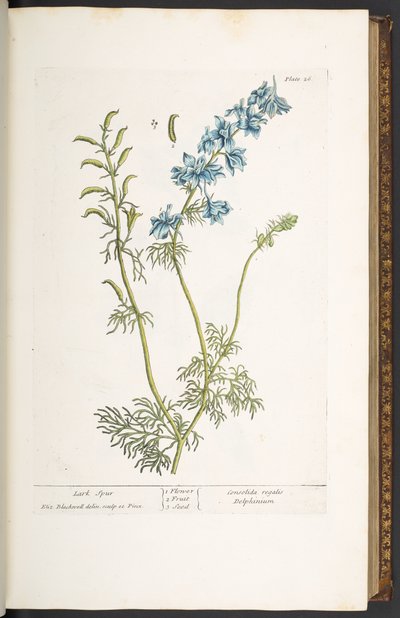 Tafel 26, Rittersporn, aus 