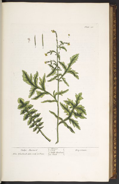Tafel 28, Zaun-Senf, aus 