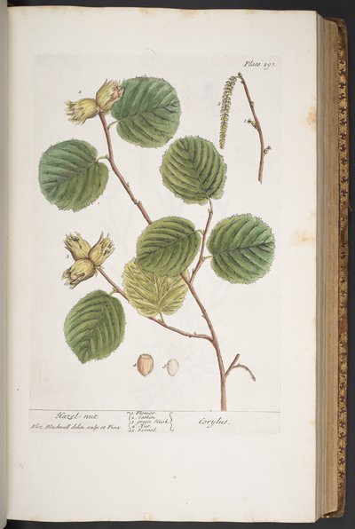 Tafel 293, aus 