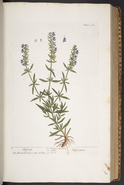 Tafel 296, aus 
