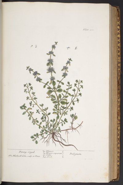 Tafel 302, aus 
