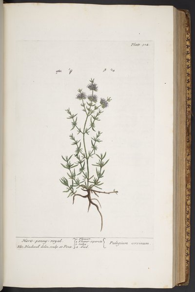 Tafel 304, aus 