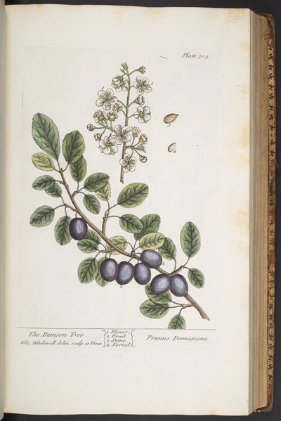 Tafel 305, aus 