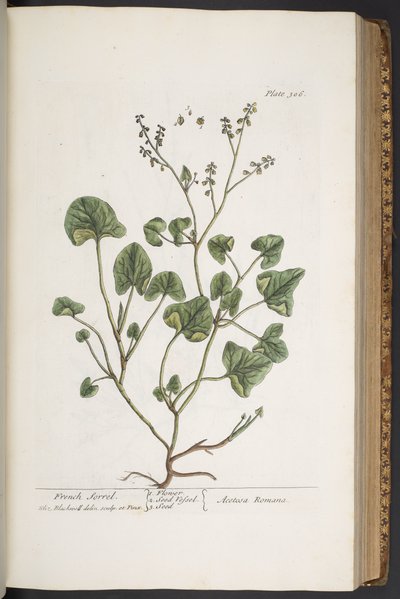 Tafel 306, aus 