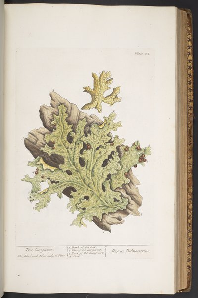 Tafel 335, aus 