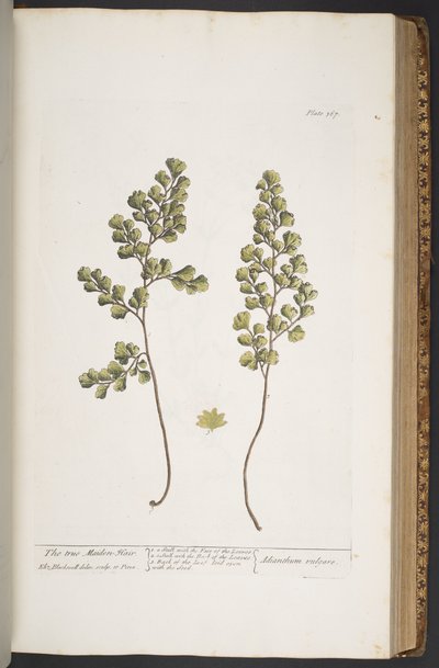 Tafel 367, aus 
