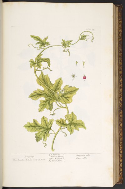 Tafel 37, Bryony, aus 