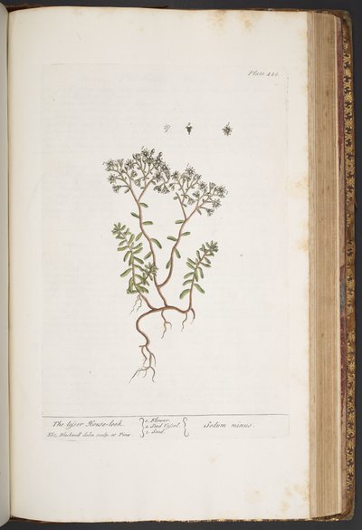 Tafel 428, aus 