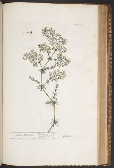 Tafel 435, Frauenbettstroh, aus 