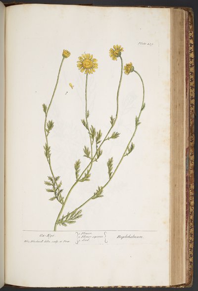 Tafel 439, aus 